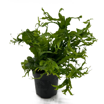 AnimalstoreXL Microsorum Pteropus Windelov - Extra Groot