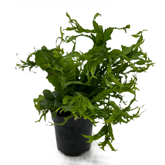 AnimalstoreXL Microsorum Pteropus Windelov - Extra Groot