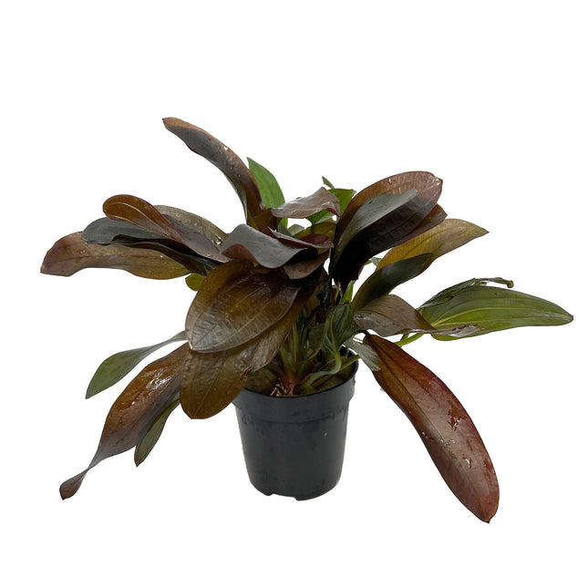 AnimalstoreXL Echinodorus X Barthii Osiris Dubbel Rood - Extra Groot