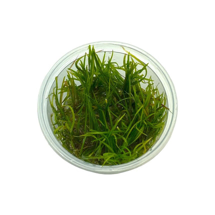 AnimalstoreXL Waterplant Helanthium Tenellum in-vitro
