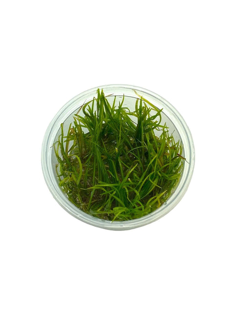 AnimalstoreXL Waterplant Helanthium Tenellum in-vitro