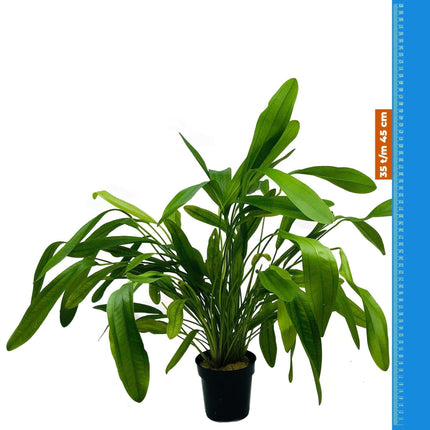 AnimalstoreXL Waterplant Echinodorus Horomanii - Extra Groot