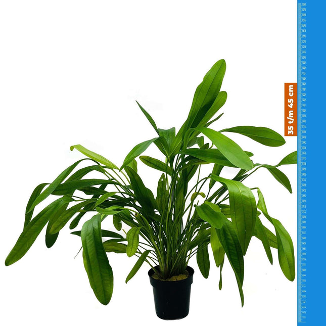 AnimalstoreXL Waterplant Echinodorus Horomanii - Extra Groot