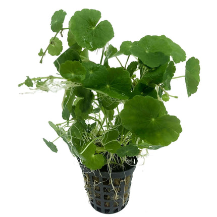 AnimalstoreXL Waterplant Hydrocotyle Leucocephala in pot