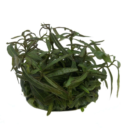 AnimalstoreXL Waterplant Hygrophila lancea in vitro bakje