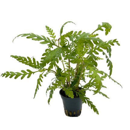 AnimalstoreXL Hygrophila Pinnatifida 5 cm in pot