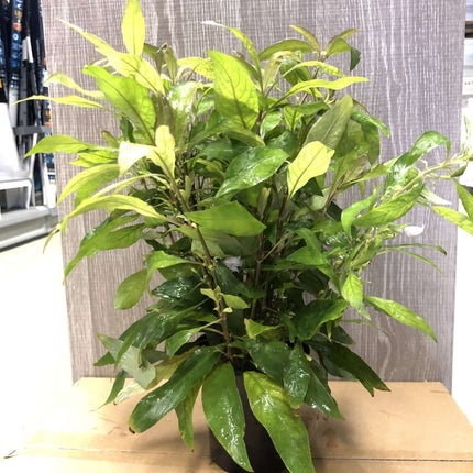 AnimalstoreXL Waterplant Nomaphila Siamensis