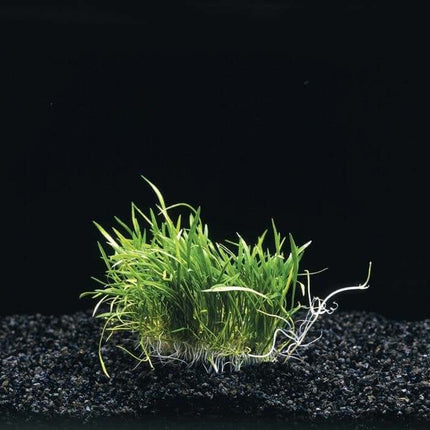 AnimalstoreXL Waterplant Lileaopsis Novae- Zelandiae op matje