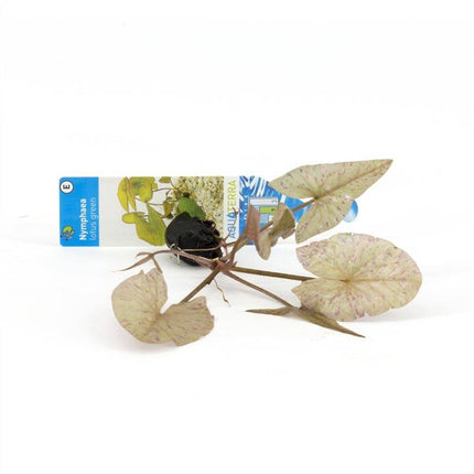 AnimalstoreXL Nymphaea lotus groen