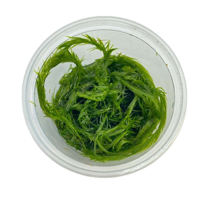 AnimalstoreXL Waterplant Mayaca Fluviatilis in-vitro