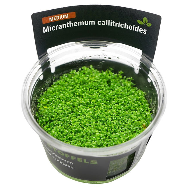AnimalstoreXL Micranthemum Calitrichoides in-vitro