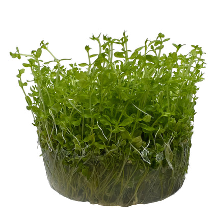 AnimalstoreXL Micranthemum Tweediei montecarlo