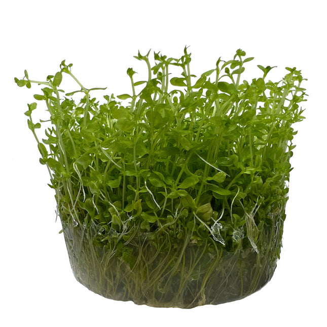 AnimalstoreXL Micranthemum Tweediei montecarlo