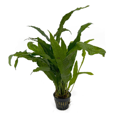 AnimalstoreXL Microsorum Pteropus - Extra Groot