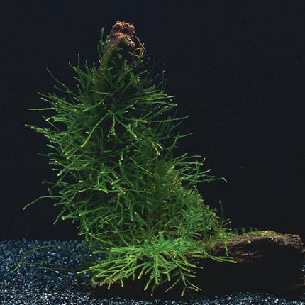 AnimalstoreXL Waterplant Versicularia Dubyana en Microsorium Pteropus op kokos