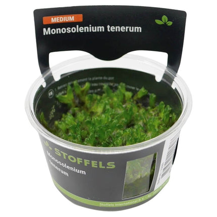 AnimalstoreXL Waterplant Monosolenium tenerum in-vitro