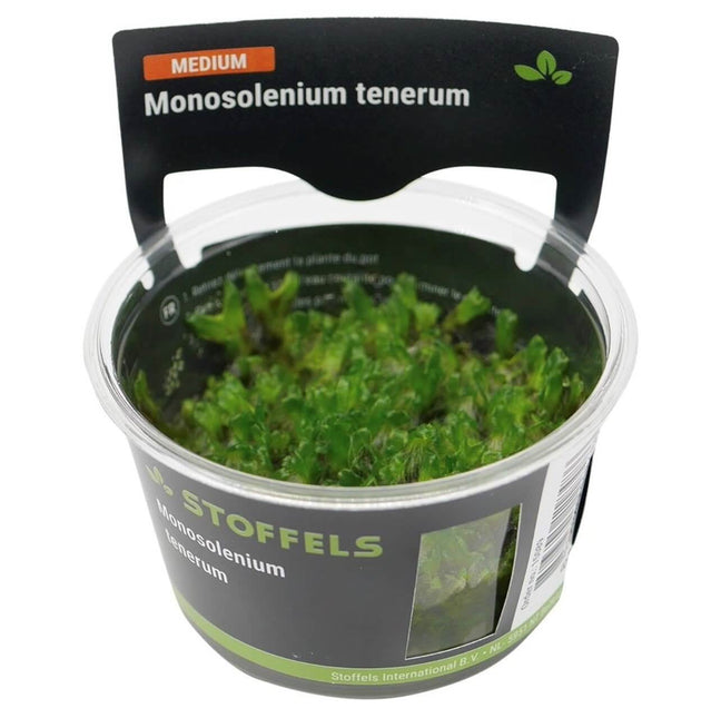 AnimalstoreXL Waterplant Monosolenium tenerum in-vitro