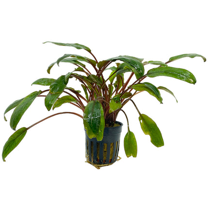 AnimalstoreXL Cryptocoryne Nurii 5 cm in pot
