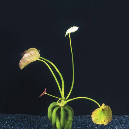AnimalstoreXL Nymphoides Aquatica - Knolplant
