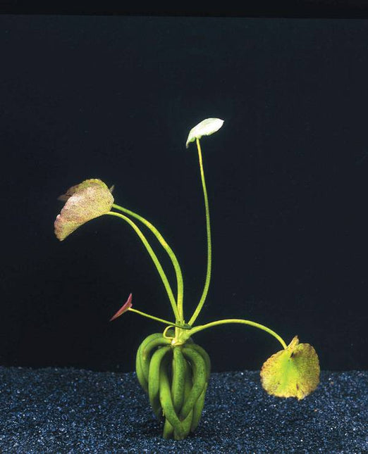 AnimalstoreXL Nymphoides Aquatica - Knolplant