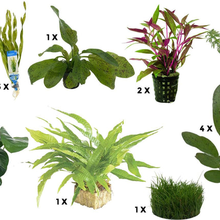 AnimalstoreXL Waterplant Plantenpakket Aquarium Discus