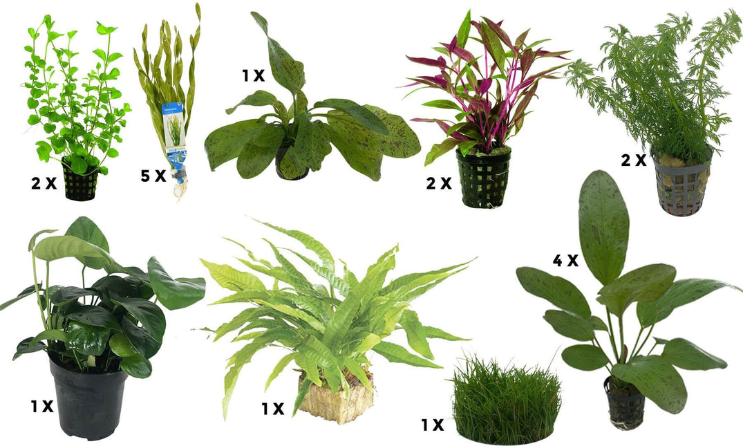 AnimalstoreXL Waterplant Plantenpakket Aquarium Discus