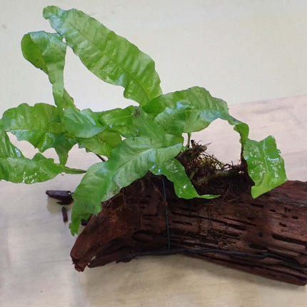 AnimalstoreXL Waterplant Driftwood M met Microsorum Pteropus
