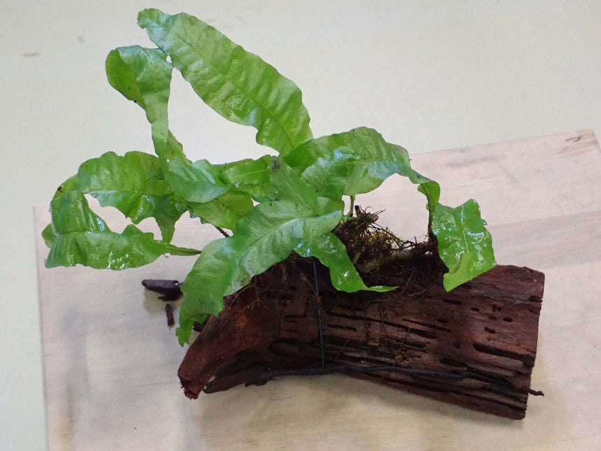 AnimalstoreXL Waterplant Driftwood M met Microsorum Pteropus