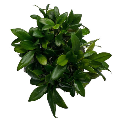 AnimalstoreXL Waterplant Anubias Barteri var. Nana Pangolino in pot