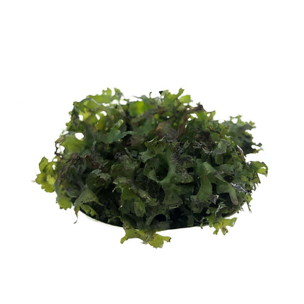 AnimalstoreXL Waterplant Monosolenium pelia in bakje