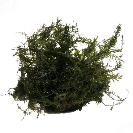 AnimalstoreXL Waterplant Phoenix Mos in bakje