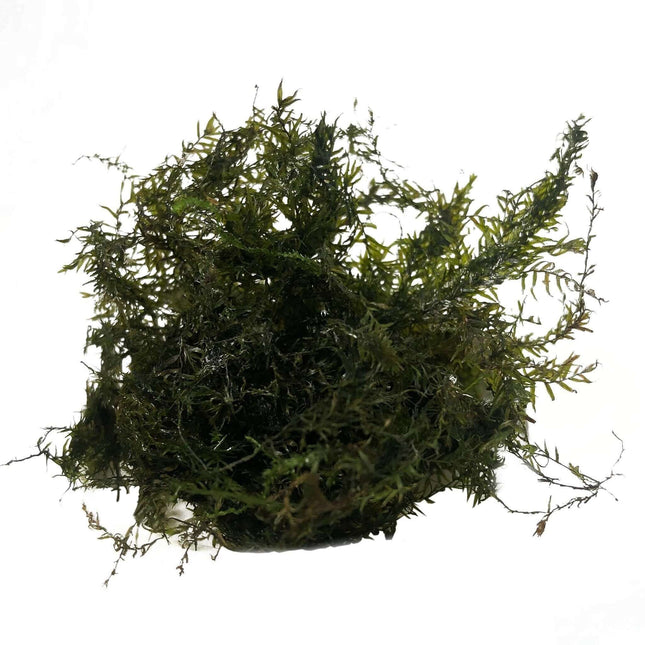 AnimalstoreXL Waterplant Phoenix Mos in bakje