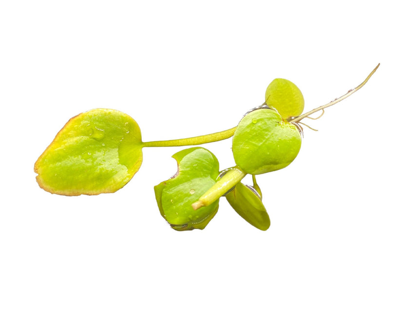 AnimalstoreXL Limnobium Laevigatum 2st drijfplant