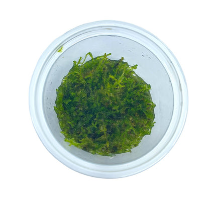 AnimalstoreXL Vesicularia Montagnei 'Christmas Moss' in-vitro