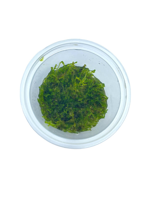 AnimalstoreXL Vesicularia Montagnei 'Christmas Moss' in-vitro