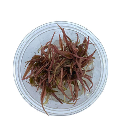 AnimalstoreXL Waterplant Cryptocoryne Wendtii Fancy Pink in-vitro