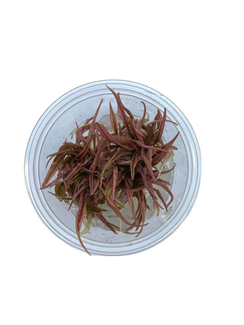 AnimalstoreXL Waterplant Cryptocoryne Wendtii Fancy Pink in-vitro
