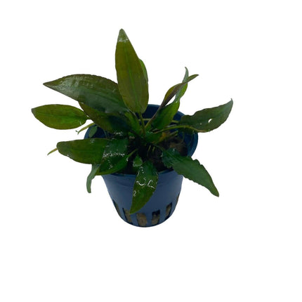 AnimalstoreXL Waterplant Cryptocoryne Usteriana in pot
