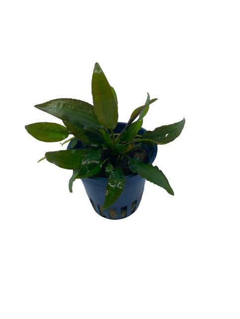 AnimalstoreXL Waterplant Cryptocoryne Usteriana in pot