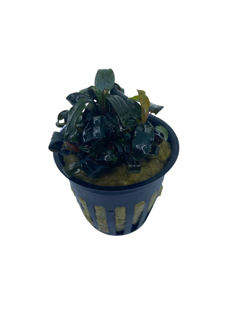 AnimalstoreXL Bucephalandra Brownie 'Ghost Ulu Kapus' in pot