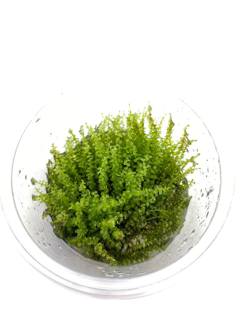 AnimalstoreXL Plagiomnium Affine in-vitro