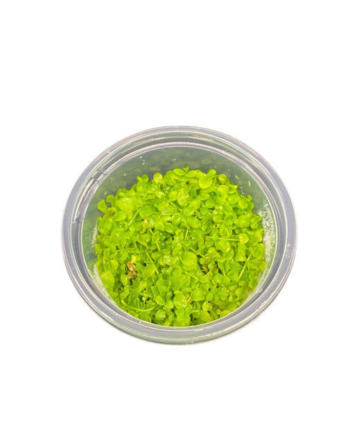 AnimalstoreXL Micranthemum Sp. Montecarlo in-vitro