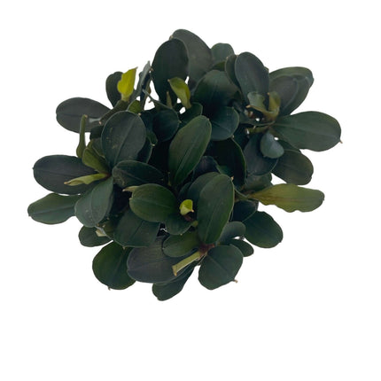 AnimalstoreXL Waterplant Bucephalandra Theia