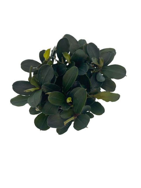 AnimalstoreXL Waterplant Bucephalandra Theia
