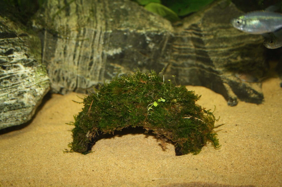 AnimalstoreXL Waterplant Plantenpakket Garnalen 1