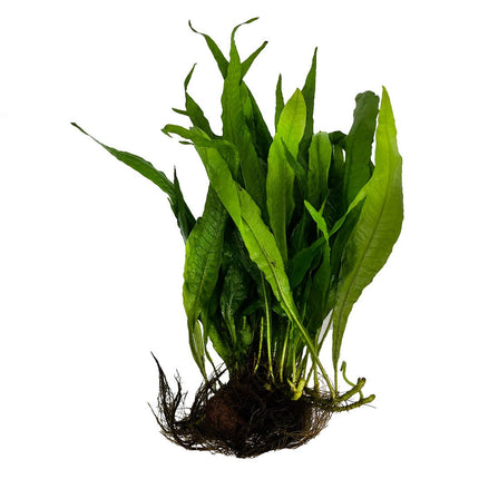 AnimalstoreXL Microsorium Pteropus op Lavasteen Medium