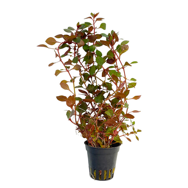 AnimalstoreXL Ludwigia Sp. 'Mini Super Red'