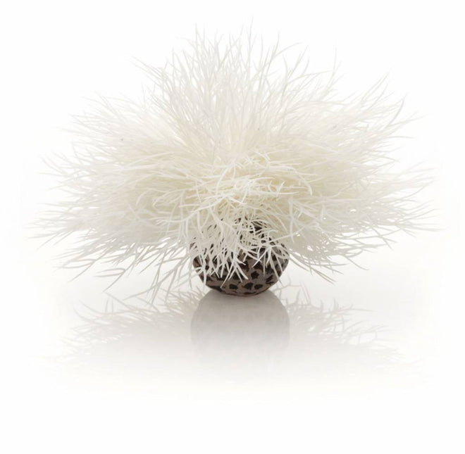 AnimalstoreXL Sea lily white