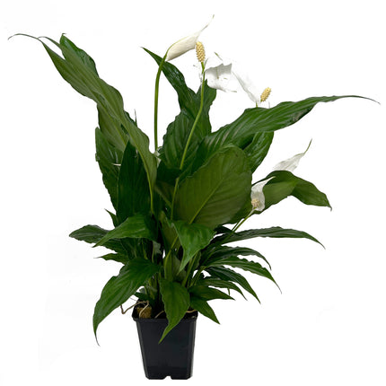 AnimalstoreXL Spathiphyllum Wallisii - Extra Extra Groot
