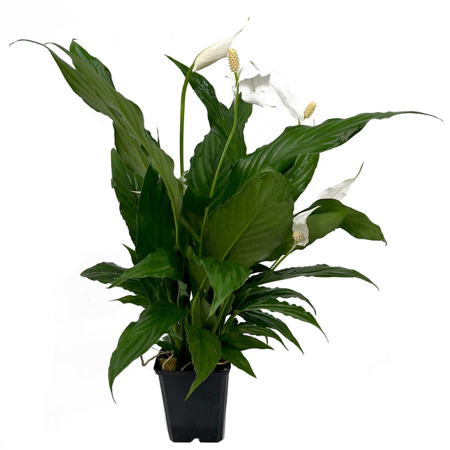 AnimalstoreXL Spathiphyllum Wallisii - Extra Extra Groot